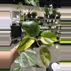 plant/Philodendron White Princess Tricolor 4”-0-thumbnail