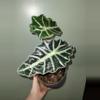 plant/Alocasia Polly corms-1-thumbnail