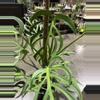 plant/Monstera Burlemax Flame 3GL-1-thumbnail