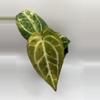 plant/Pap x Mag-1-thumbnail