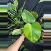 plant/Monstera Marilyn 4”-0-thumbnail
