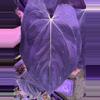 plant/Pap Carla x self 2 germ seeds-0-thumbnail