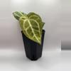 plant/Pap x Mag-0-thumbnail