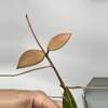 plant/B-40 Suwanna Gems - Exact Plant-3-thumbnail