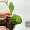 plant/B-40 Suwanna Gems - Exact Plant-1-thumbnail