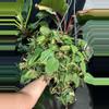 plant/Philodrendron micans 6”-0-thumbnail