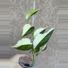 plant/Monstera Acacoyaguensis Albo-0-thumbnail