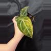 plant/Black Venom x NSE Red Crystal-0-thumbnail
