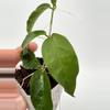 plant/A8 Papuana - farmer selected-2-thumbnail