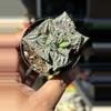 plant/Variegated Tiger Jaw-0-thumbnail