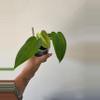 plant/Anthurium Dark Panama (Goliath) x port-1-thumbnail