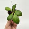 plant/A1 yellow sapphire - farmers selected-0-thumbnail