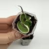 plant/A1 Carnosa Mariana - farmers selected-1-thumbnail
