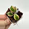 plant/A1 Bakoensis Albo - farmers selected-0-thumbnail
