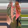 plant/Begonia pink Maculata-1-thumbnail