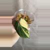 plant/Philodendron Micans Aurea/Pink Var-1-thumbnail