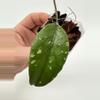 plant/A1 sp Indonesia Unknown - exact plant-1-thumbnail