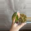 plant/Philodendron Micans Aurea/Pink Var (Not true pink Micans)-0-thumbnail