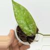 plant/A1 Sangguensis Splash - exact plant-1-thumbnail