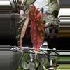 plant/Begonia pink Maculata-3-thumbnail