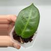 plant/A5 Megalaster (single leafers) - farmer selected-0-thumbnail
