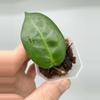 plant/A5 Megalaster (single leafers) - farmer selected-1-thumbnail