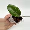 plant/A1 sp Indonesia Unknown - exact plant-2-thumbnail