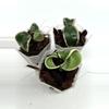plant/A1 Carnosa Mariana - farmers selected-4-thumbnail