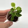 plant/A8 Minipixie - Farmer selected-0-thumbnail