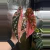 plant/Begonia pink Maculata-0-thumbnail