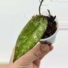 plant/A1 Sangguensis Splash - exact plant-0-thumbnail