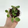plant/A1 Tengchongensis - farmers selected-0-thumbnail