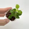plant/A8 Minipixie - Farmer selected-2-thumbnail