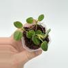 plant/A1 Tengchongensis - farmers selected-1-thumbnail