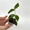 plant/A8 Papuana - farmer selected-1-thumbnail