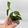 plant/A8 Papuana - farmer selected-0-thumbnail