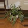 plant/Spider Plant 8” pot-0-thumbnail