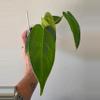 plant/Anthurium Dark Panama (Goliath) x port-0-thumbnail