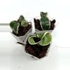 plant/A1 Carnosa Mariana - farmers selected-0-thumbnail