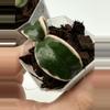 plant/A1 Carnosa Mariana - farmers selected-3-thumbnail