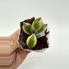 plant/A1 Bakoensis Albo - farmers selected-1-thumbnail