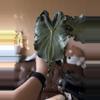 plant/Venom corm-2-thumbnail