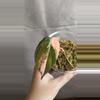 plant/Philodendron Micans Aurea/Pink Var (Not true pink Micans)-1-thumbnail