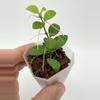 plant/A8 Minipixie - Farmer selected-1-thumbnail