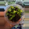 plant/Growers choice Tim’s Black x Carla Soul Reaper-0-thumbnail