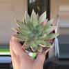 plant/Echeveria -0-thumbnail
