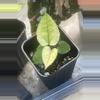 plant/Pink veins: minty var - wonderboy x pap X carlablackiae-0-thumbnail