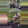 plant/Pap x-one X indo port variegated -0-thumbnail