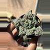 plant/Variegated Tiger Jaw-0-thumbnail