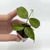 plant/A1 Papuana - farmers selected-0-thumbnail